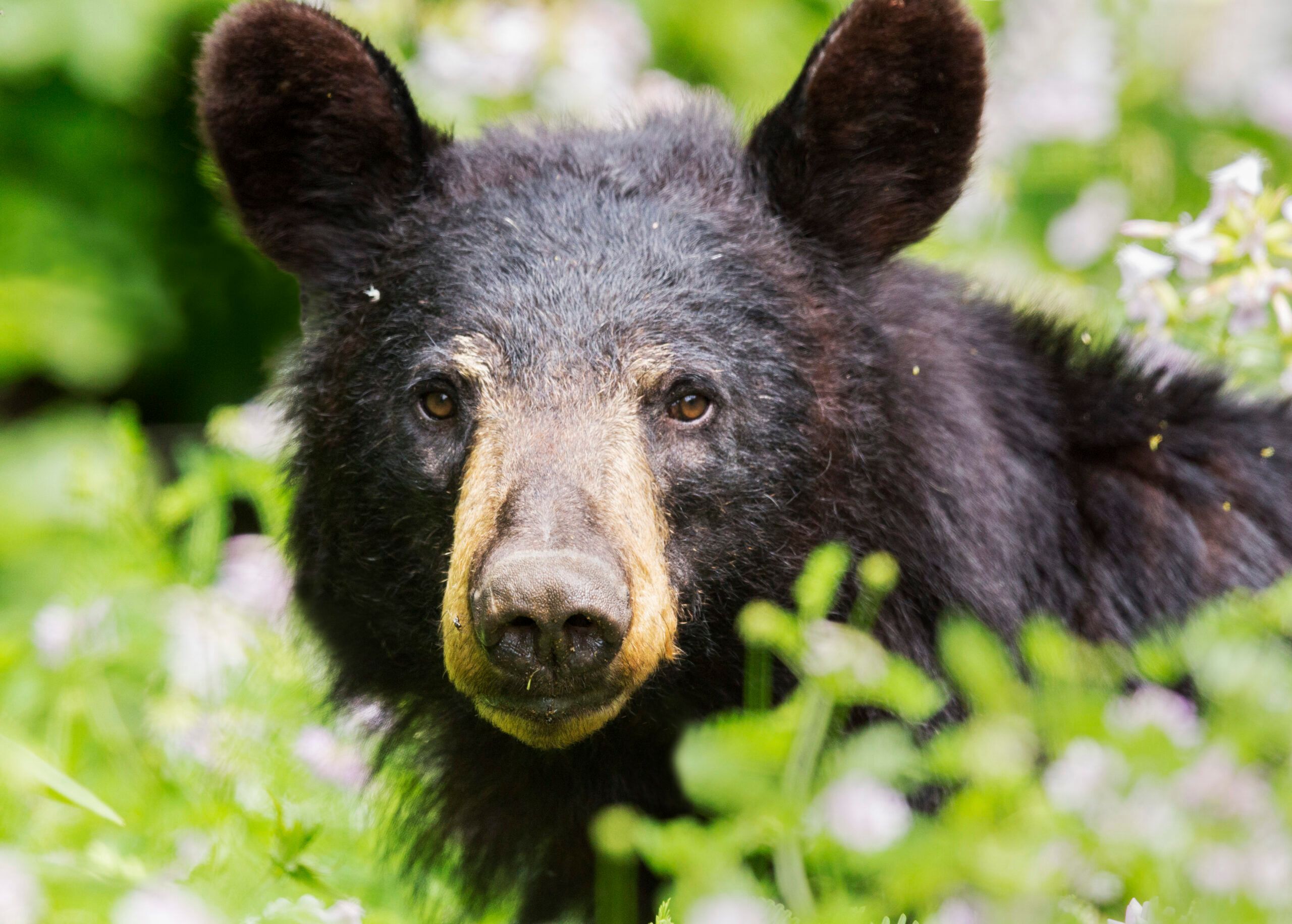 A black bear looking towards you between green bushes.